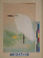 藏品(昭和11年『翠光花鳥版畫集』－河蓬白鷺)的圖片